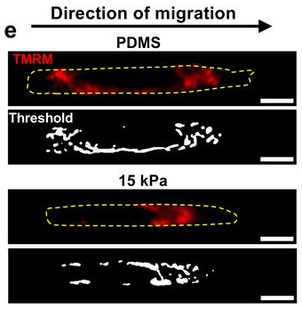 Original TMRM and threshold montage comparing migration in PDMS and 15 kPa channels, with original scale bars and annotations